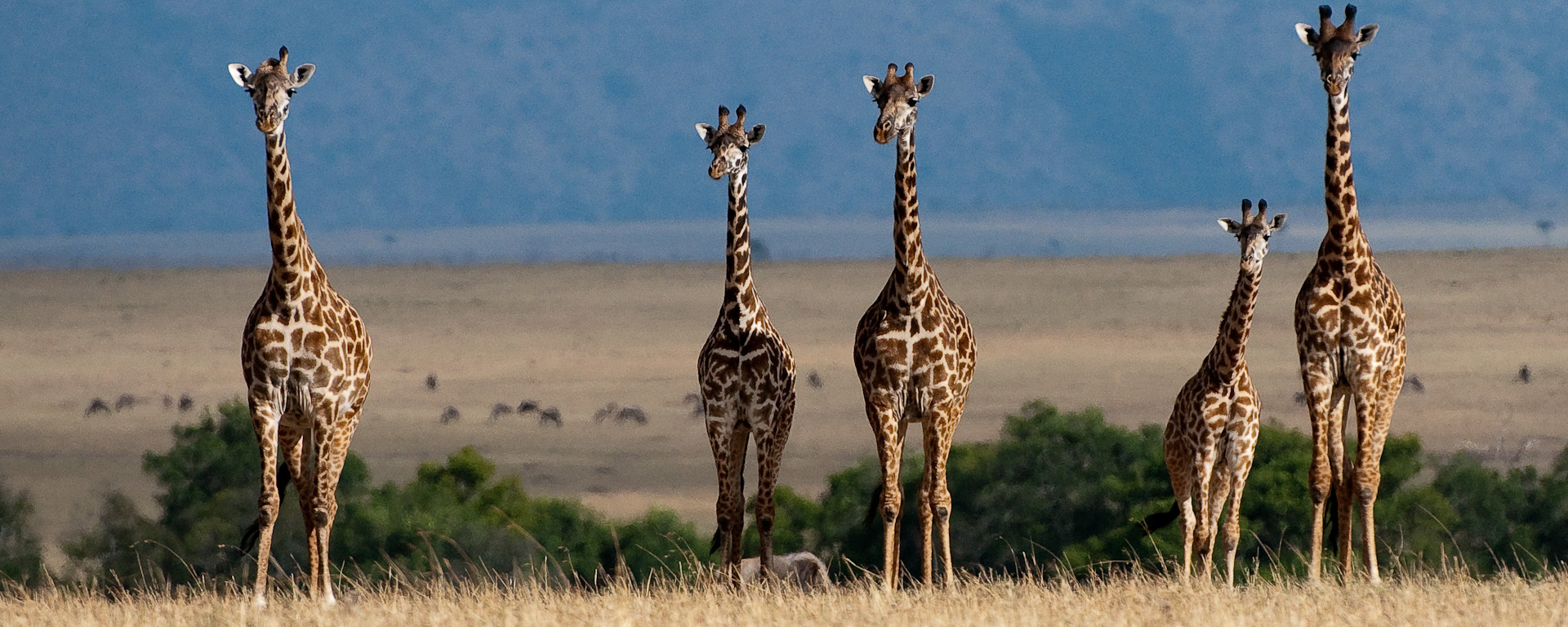 Do giraffes hunt in packs? No, these gentle creatures are strict vegetarians.