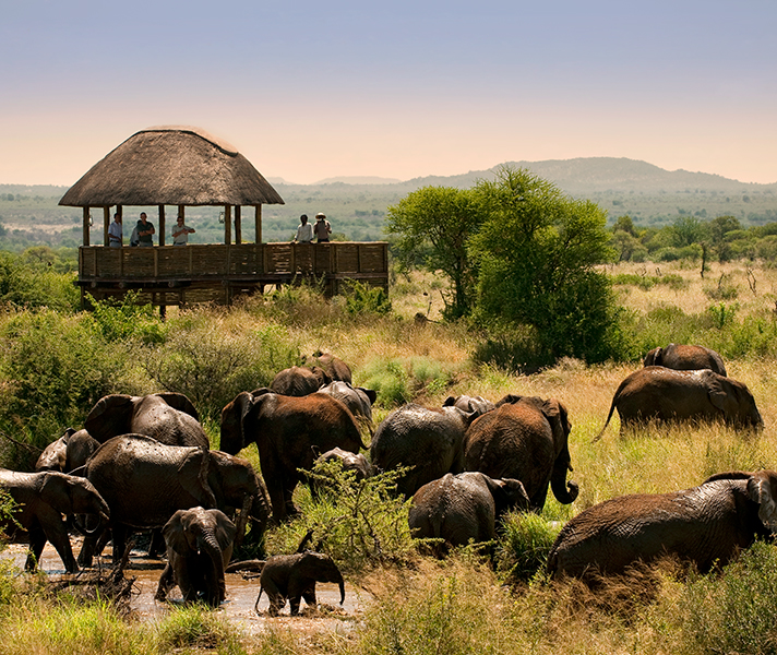 Fantastic Big 5 game viewing at Morukuru Farmhouse - offering comfort & luxury, it is a home away from home.