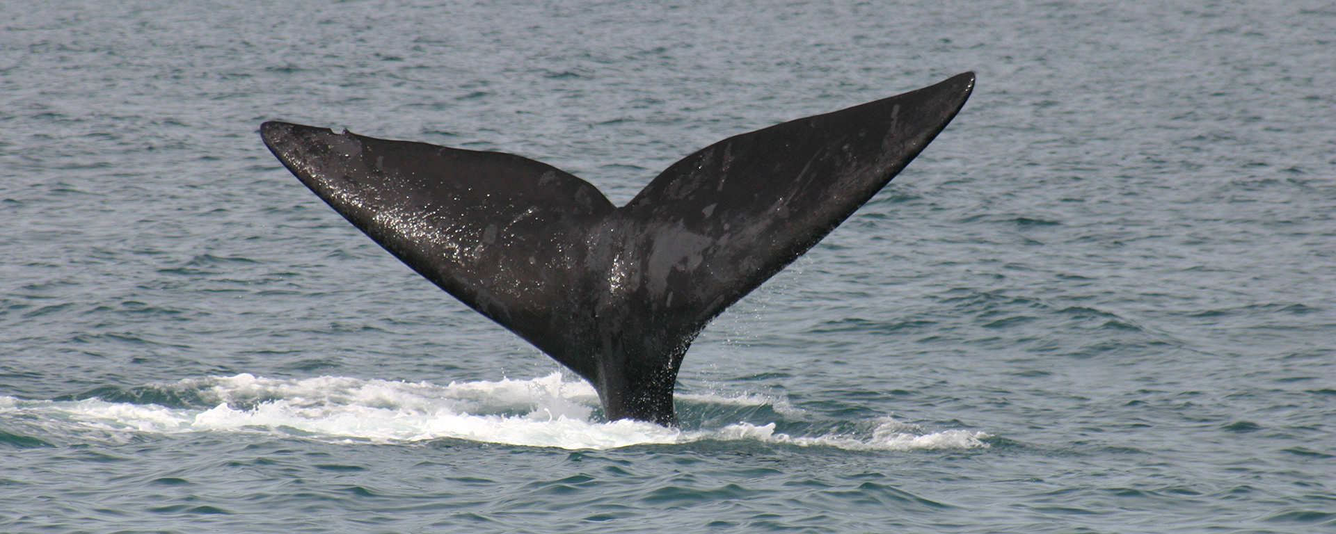 A southern-right whale waves 'hello'; whales flock to the Cape's southern shores during mating and birthing season.