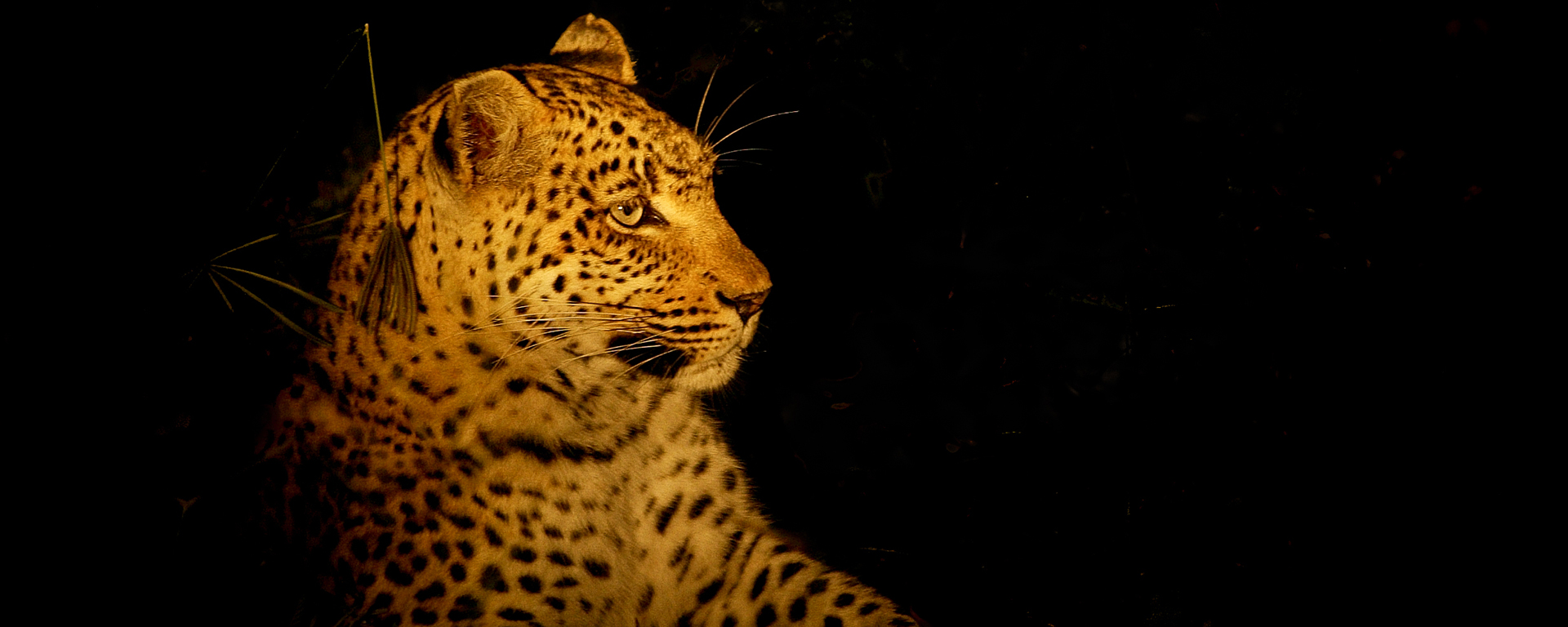 Using an off-camera flash allows you to capture the image without the 'rabbit in a headlights' effect.