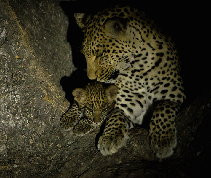 A leopard & her cub shot in sidelight.