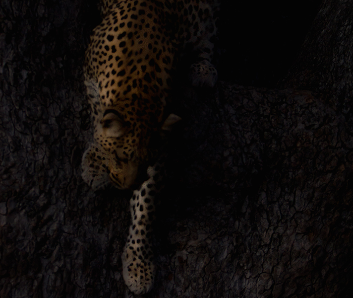 A leopard shot in low light.