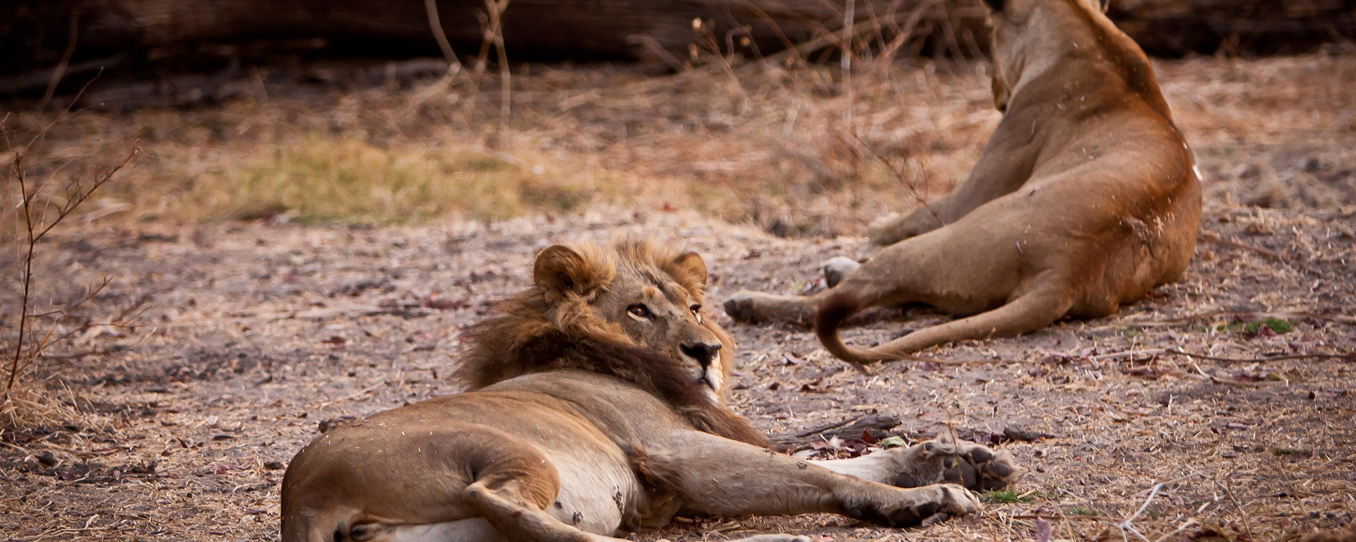 My chance to capture an image illustrating that Mmamoriri is a maned lioness meant shooting in failing light.