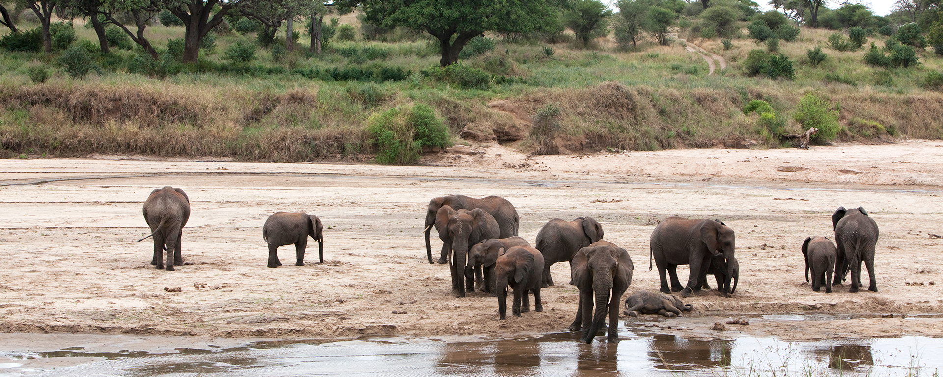 The distinctive 'red' elephants of Tarangire seen at Oliver's Camp.