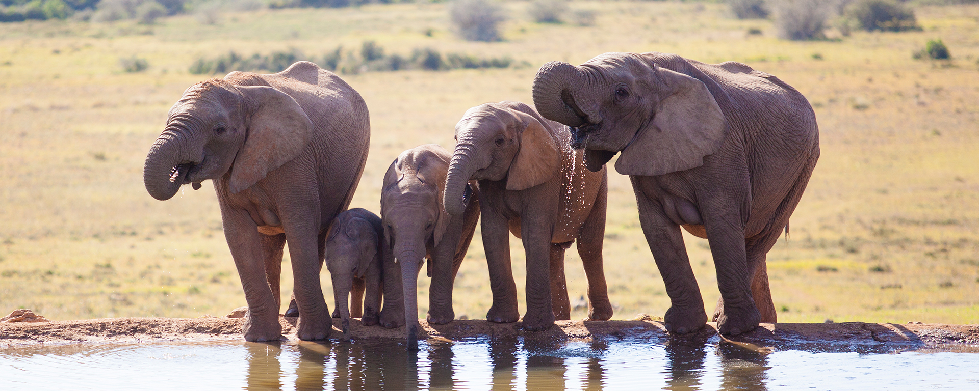 A family quenching their thirst at the watering hole.