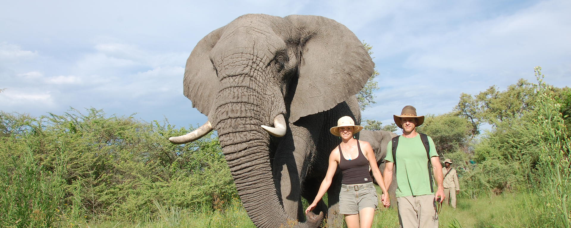 Walk with elephants at Stanley's Camp in the Okavango Delta.
