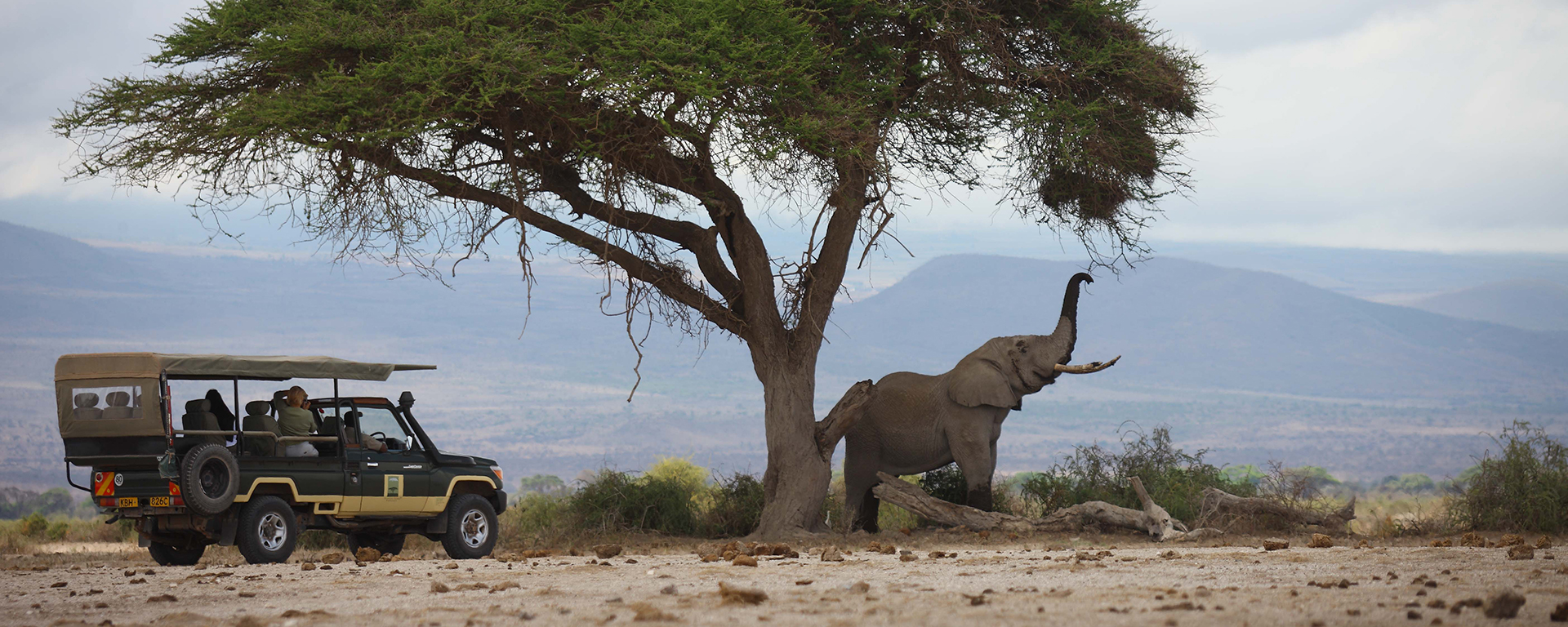 Amboseli's acacia tortilis tree leaves are simply irresistible to elephant.