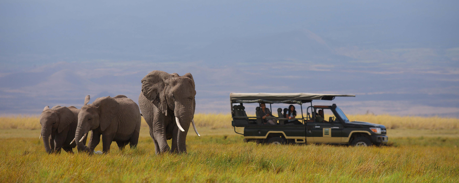 In the wild, it's easy to see the tight-knit bonds of elephant family life.