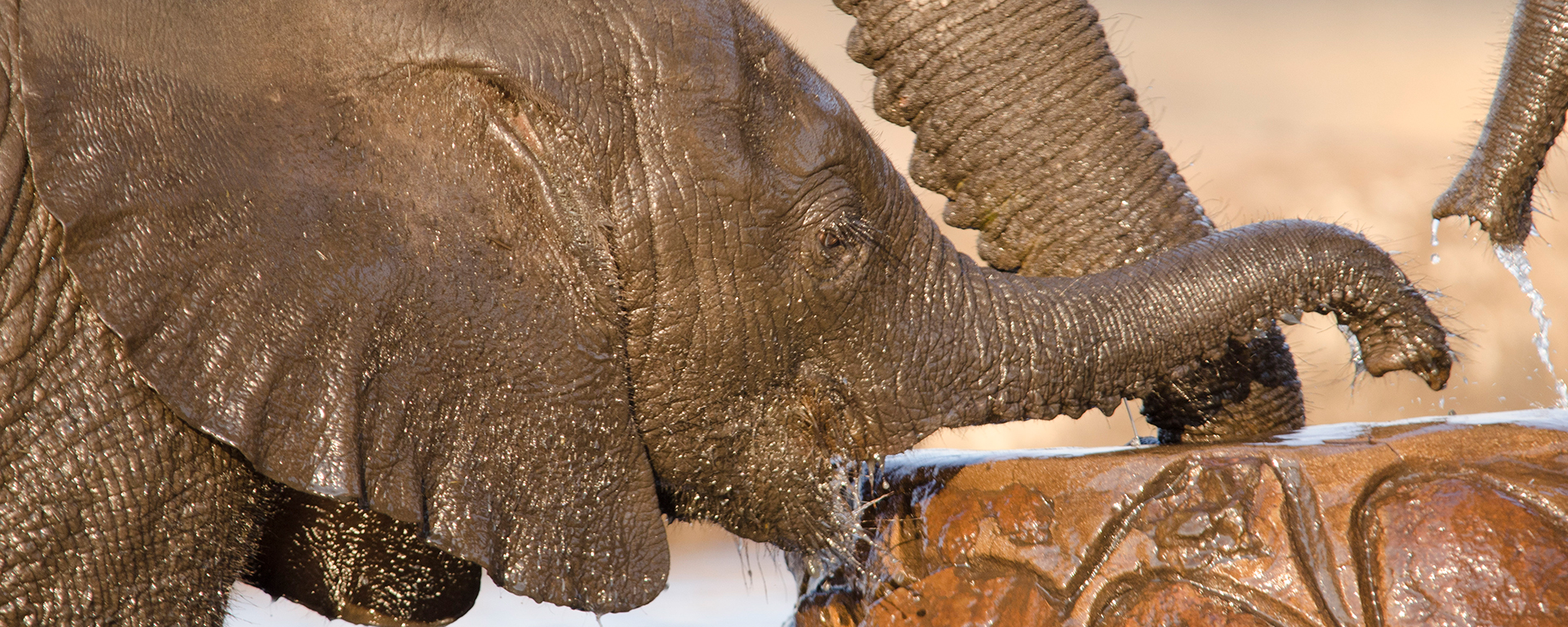 A baby delights the taste of fresh water at the Elephant Bunker in Chobe.