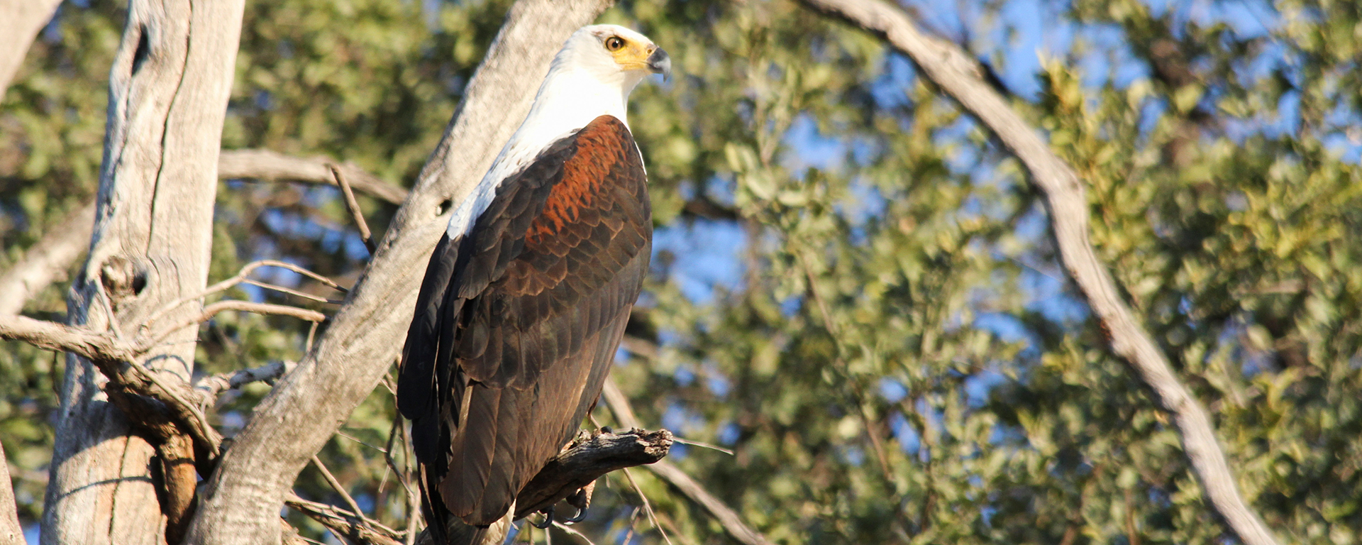 The African fish eagle's haunting cry is a classic delta sound.