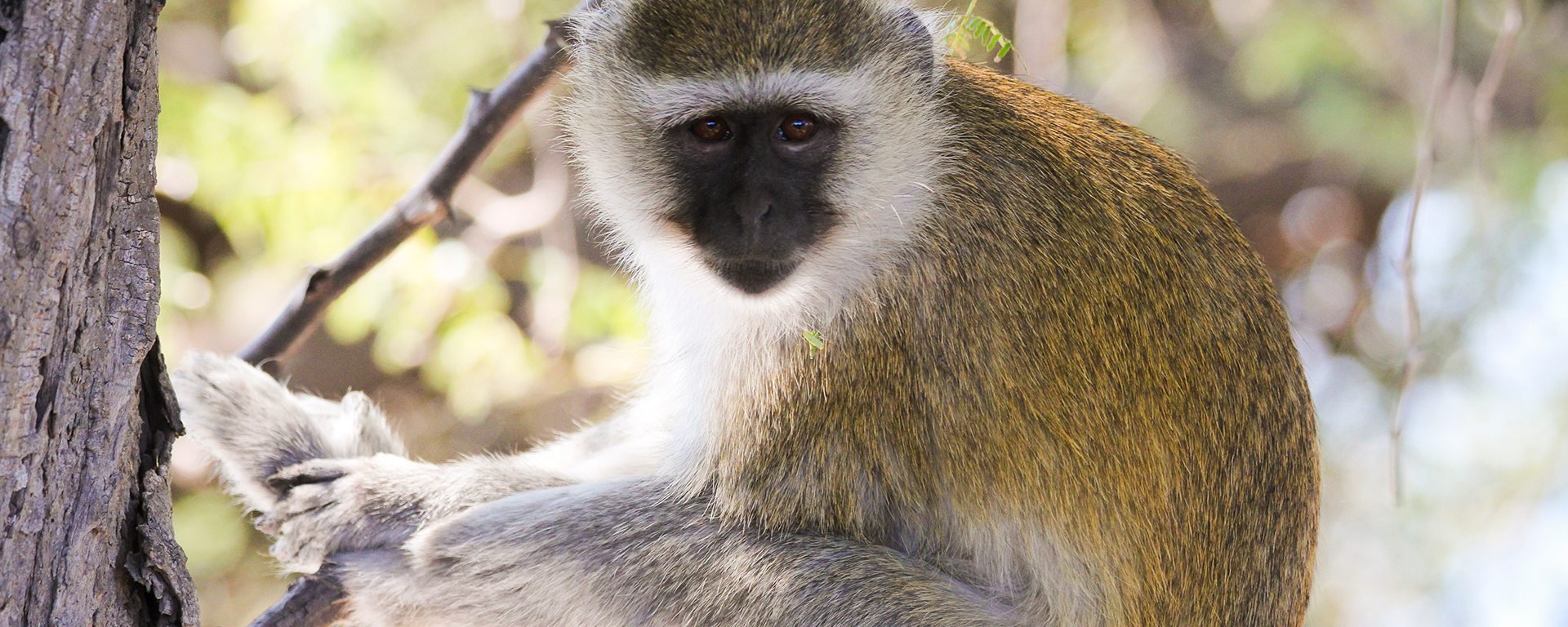 Vervet monkeys: cute but cheeky!
