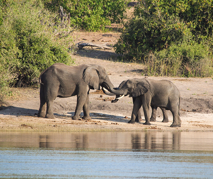 Young bulls show their elder some respect by entwining their trunks with his.