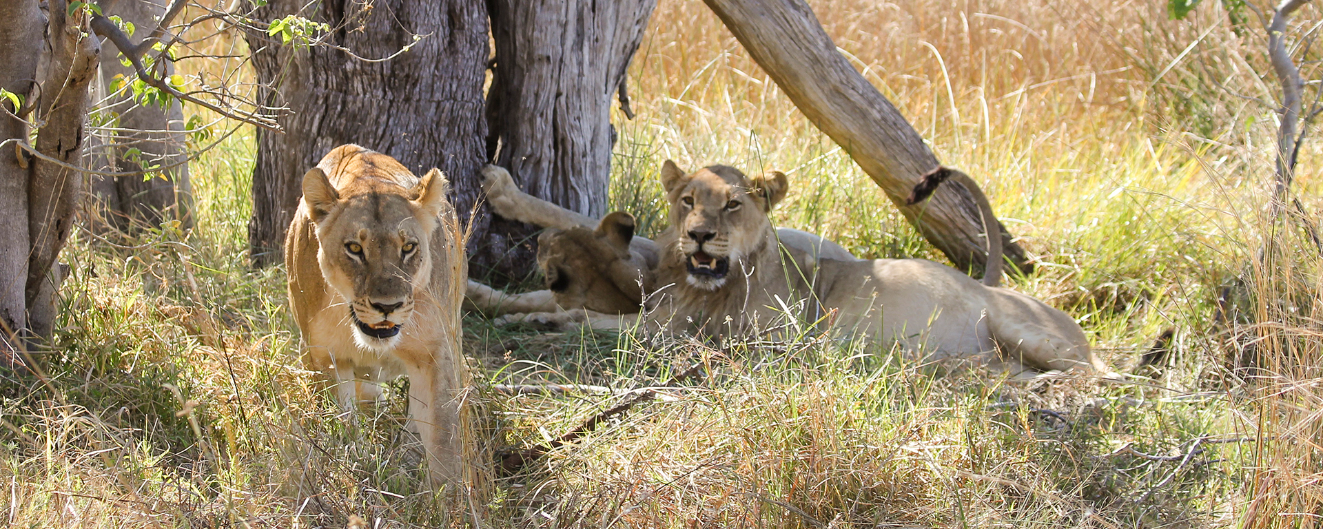 This lioness was as interested in our safari vehicle, as we were in her!