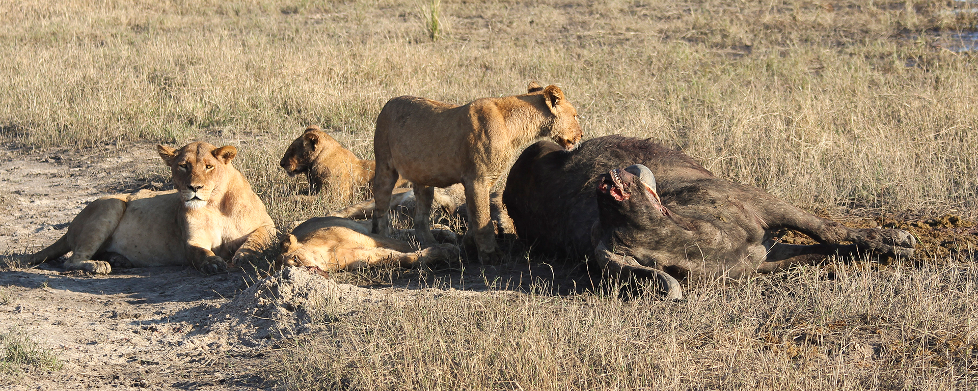 After taking down a buffalo, these lionesses rested before feeding.