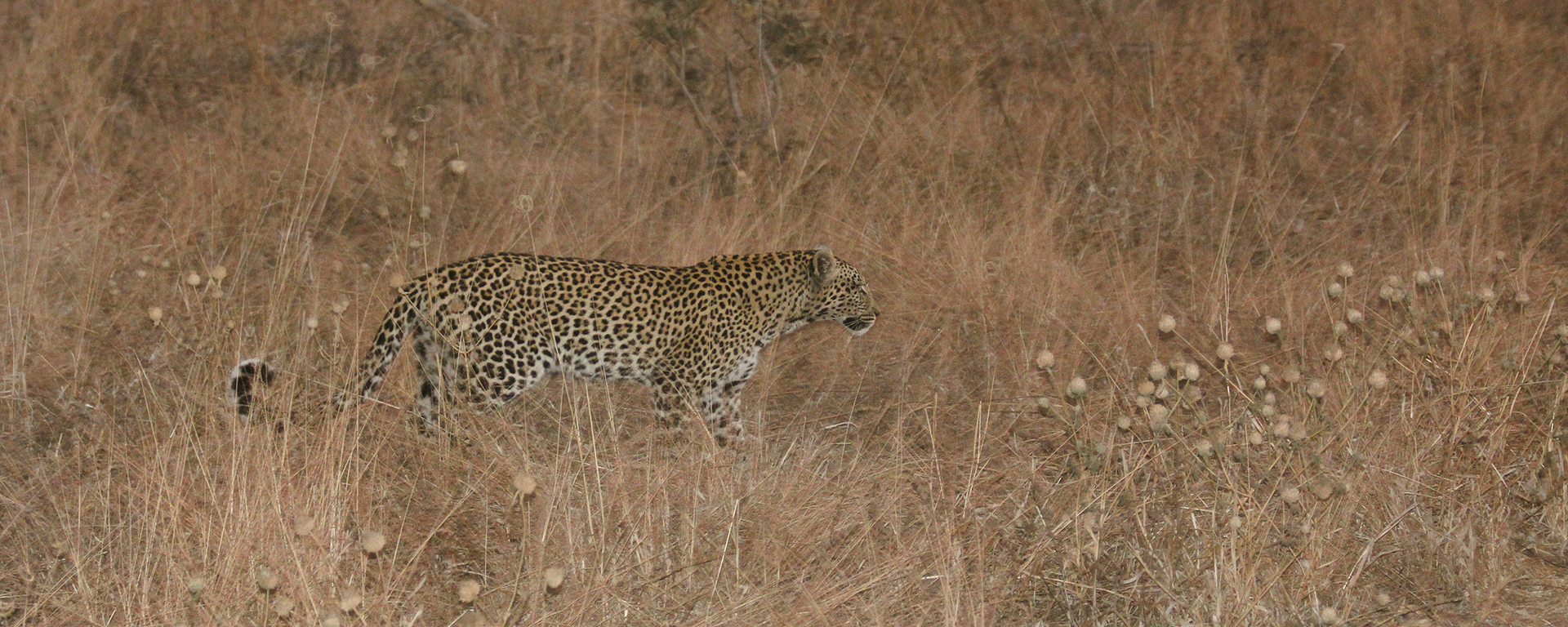 Our search for leopard was rewarded with this unforgettable encounter.