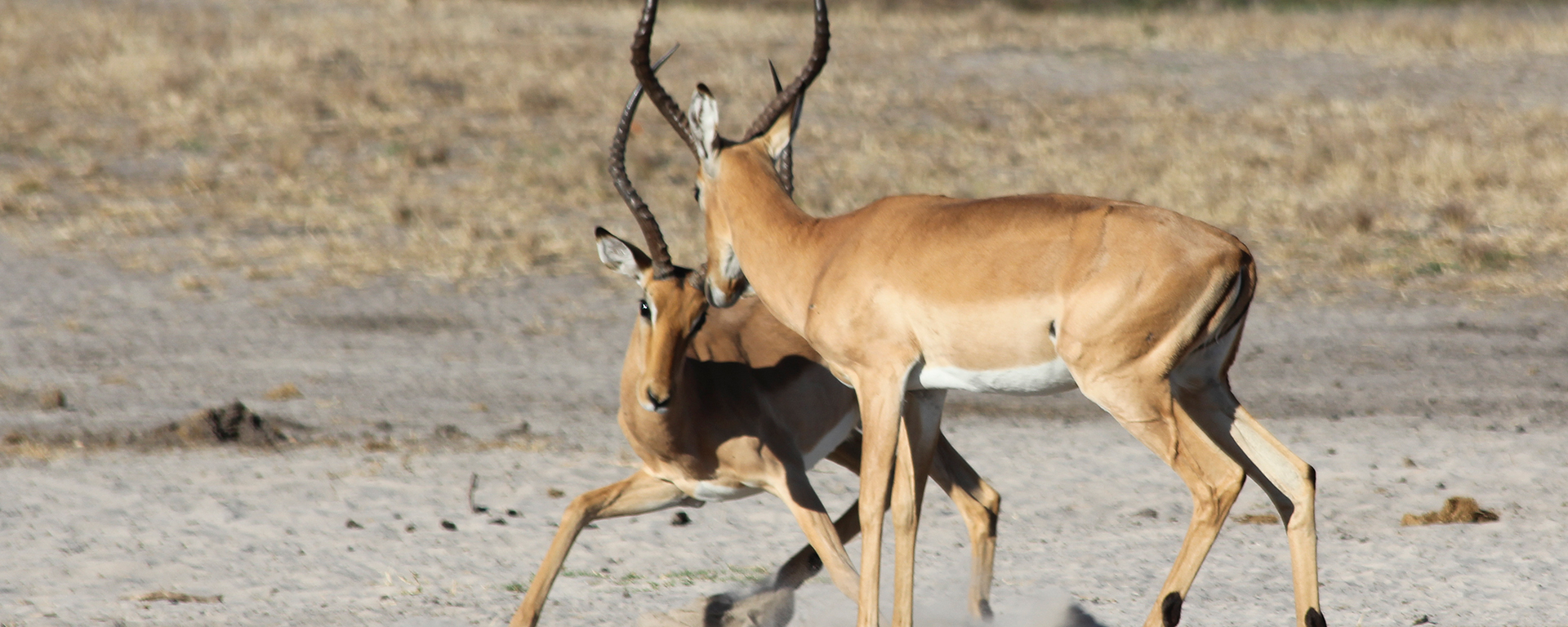 The Savute is packed with game, from rucking buck to gentle giraffe.