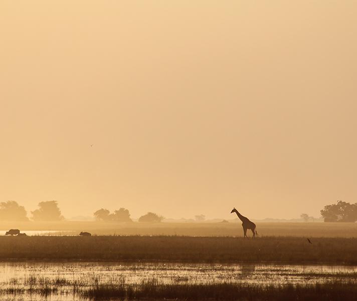 There is nothing quite as serene as dusk in the Chobe.
