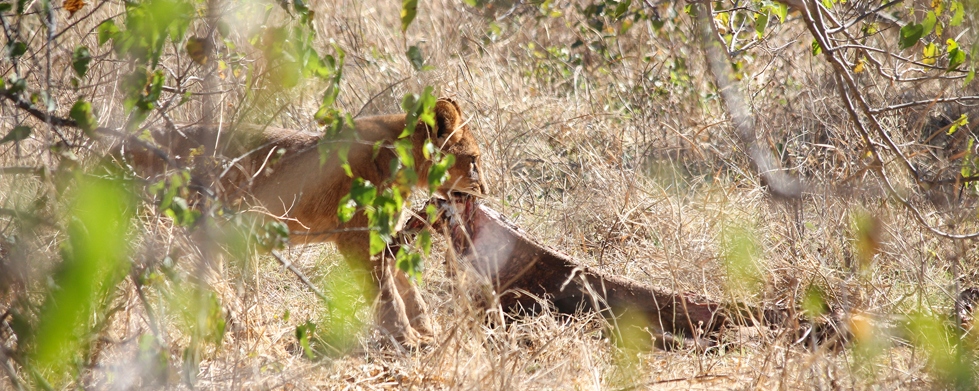 A young male in training drags a discarded buffalo skin to his pride.