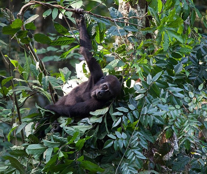 When local communities see the direct benefits of gorilla conservation, they become among their greatest protectors.