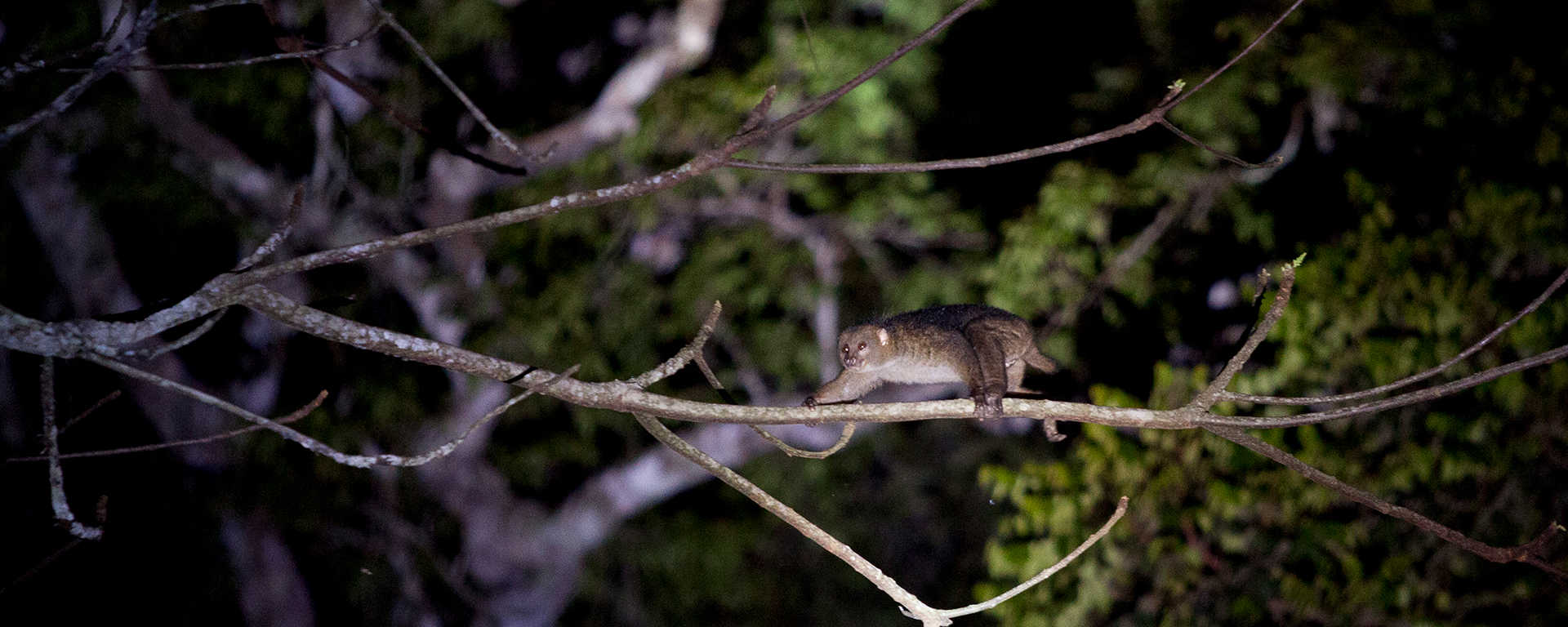 Night walks are an opportunity to see nocturnal creatures like the rare potto.