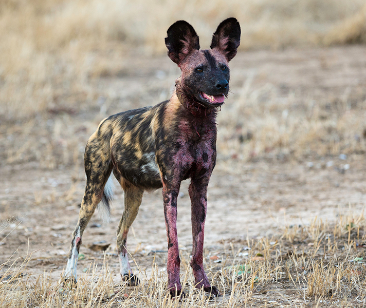 Zimbabwe has an excellent reputation for top-notch predator sightings.