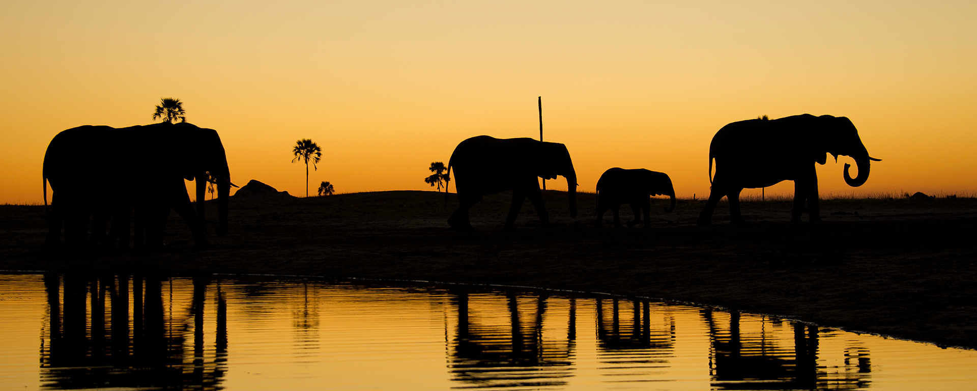 Hwange is known for its large herds of elephant, which tend to congregate around waterholes during the dry season.