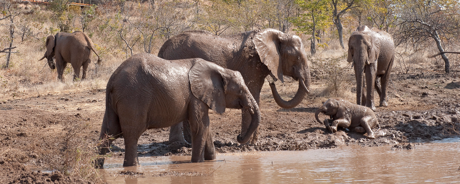 It's easy to see why it's named The Elephant Camp!