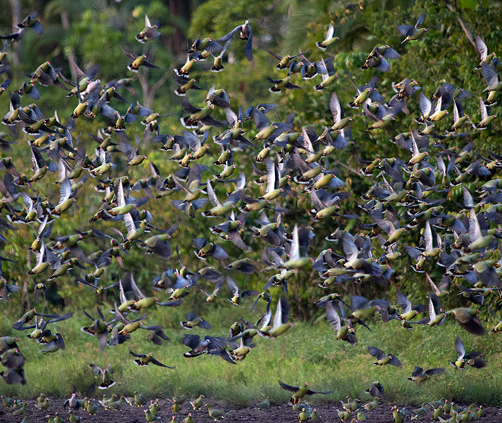 Enjoy the sight of hundreds of feeding birds from your deck or from a hide.