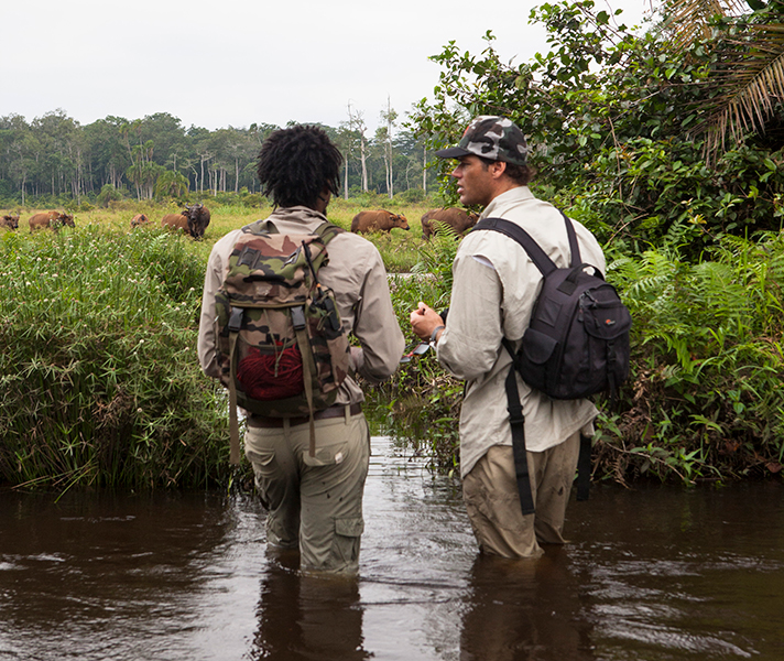 Karl &Terrence watch a grazing group of forest buffalo.