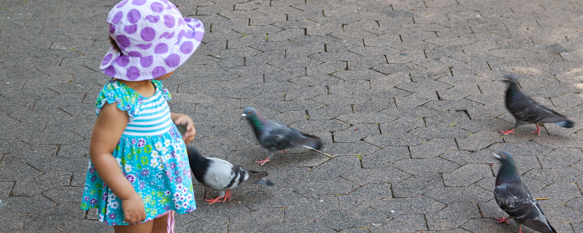 Make friends with the pigeons in the Company's Gardens & look out for the albino squirrel!
