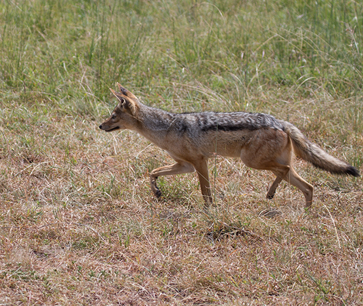 This young black-backed jackal was spotted out 'on the hunt' for insects...