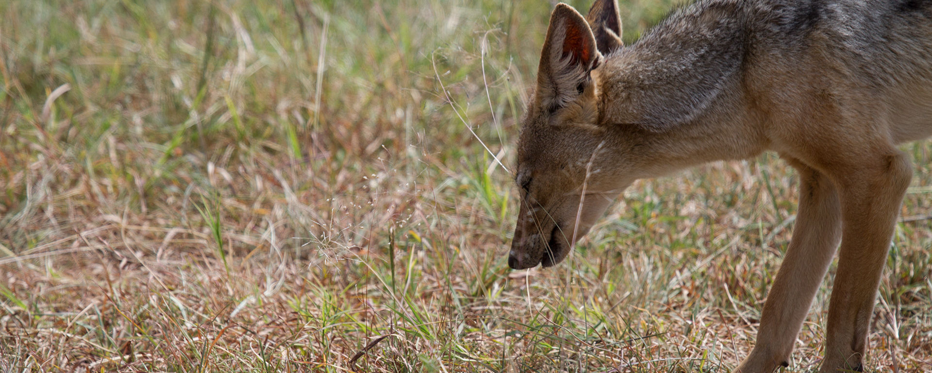 Found it! The jackal is a happy customer.