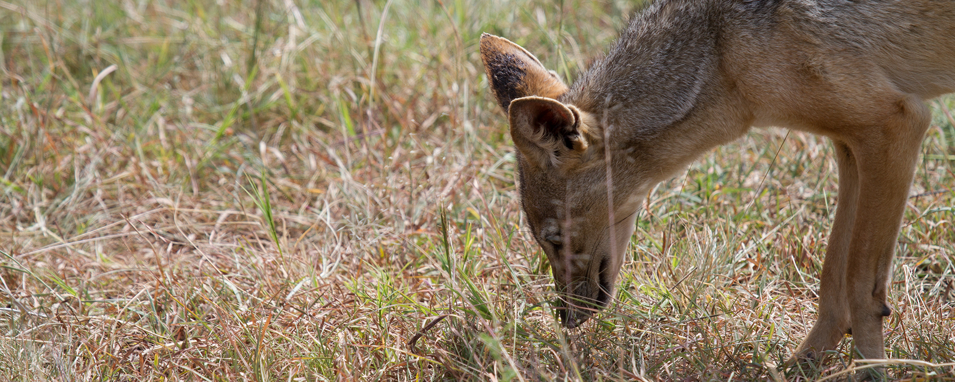 Something was certainly peaking his interest! Perhaps a locust or beetle?