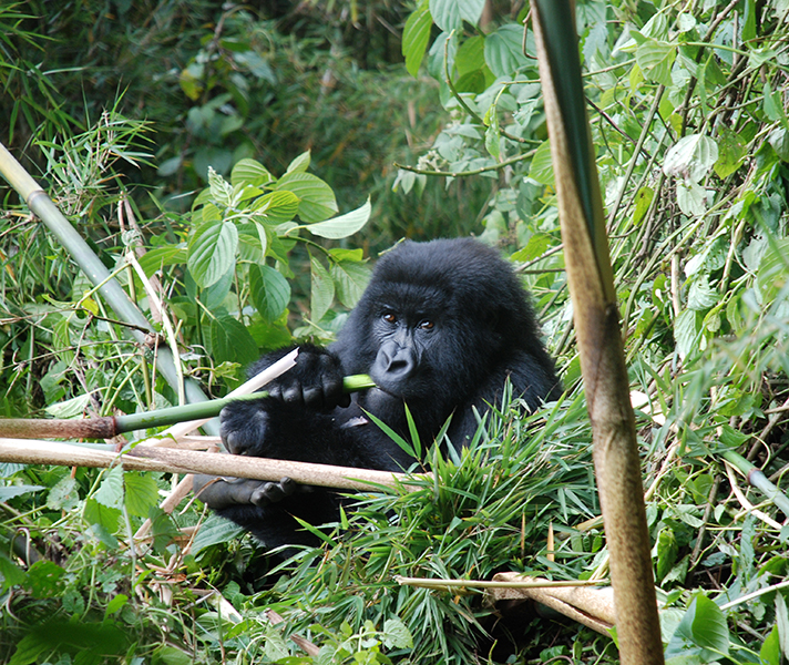Tracking gorillas in the Bwindi Impenetrable Forest is one of Africa's bucket-list adventures.