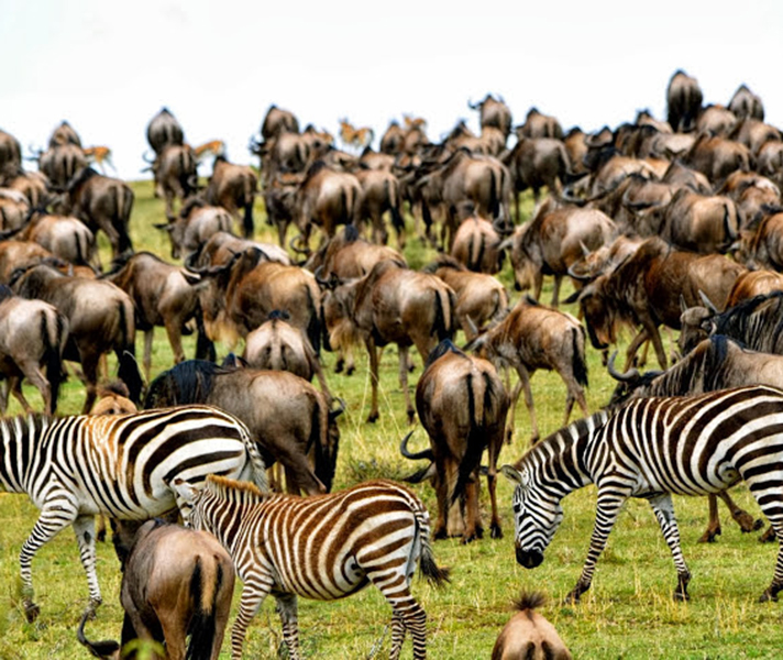 The southern Serengeti welcomes a few thousand wildebeest calves a day, making January a prime time to visit.