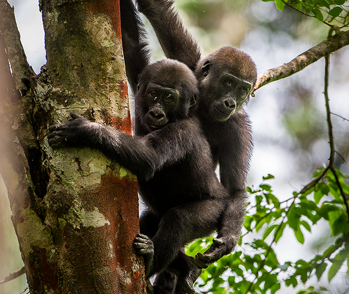 Gorillas, chimps & shy rainforest dwellers: Congo has much to see & do.