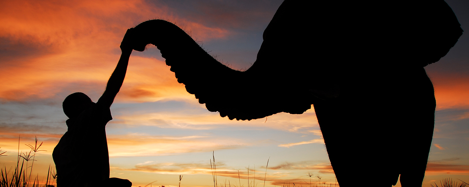 Elephants are very affectionate & highly social creatures.