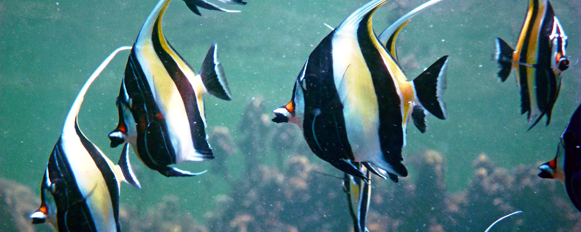 The scuba diving in the Seychelles is among the best in the world.