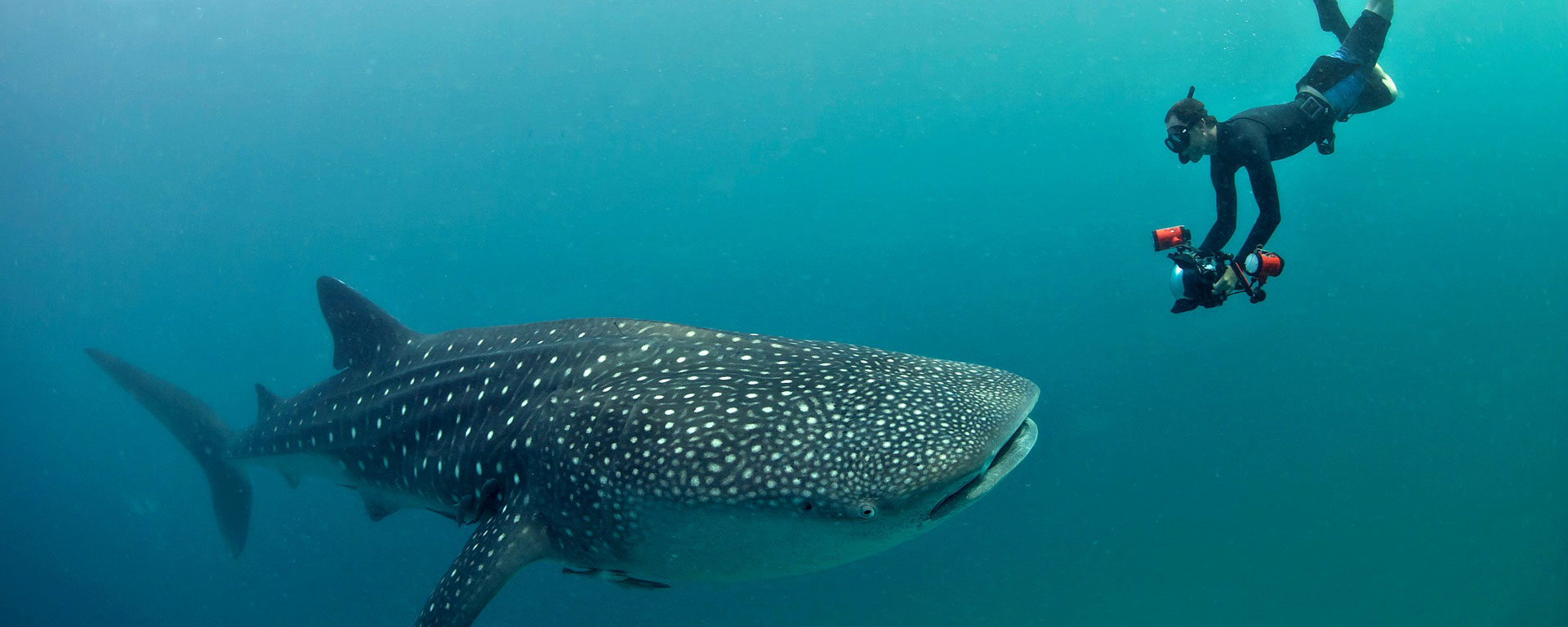 Diving with serene and gentle whale sharks must rank as the ultimate bucket list activity.