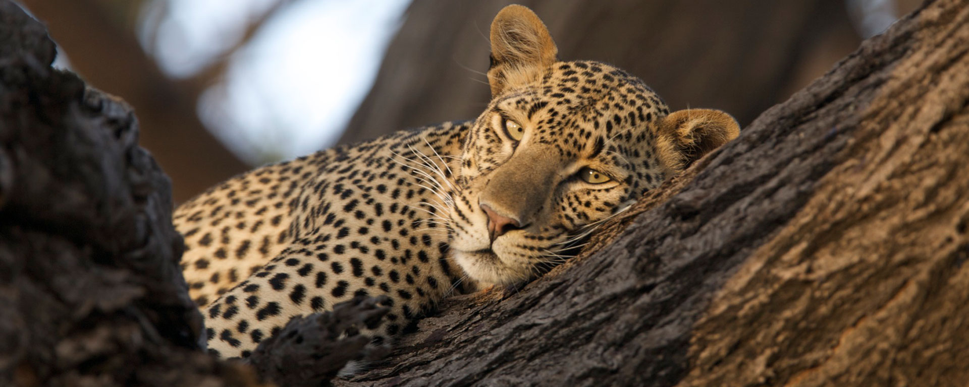 This content leopard enjoys an afternoon snooze at Joy's Camp in Kenya.