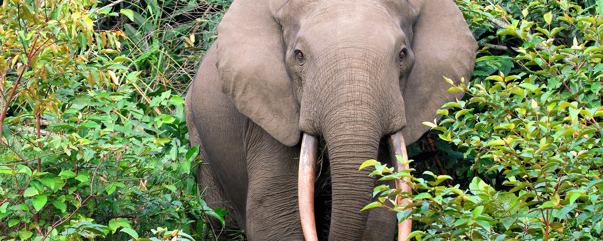 Shy forest elephants can be spotted at rustic-chic Ngaga Camp in the Republic of Congo.