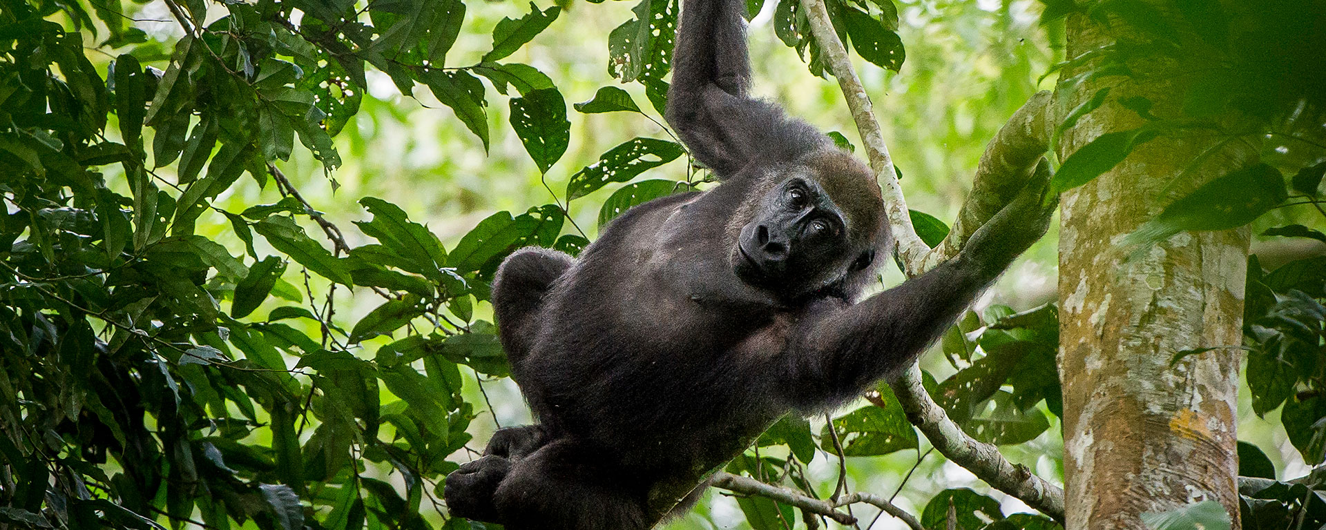 February is one of the drier periods to visit the Odzala rainforest, and it's also the time when gorillas feast on seasonal fruits high in the trees.