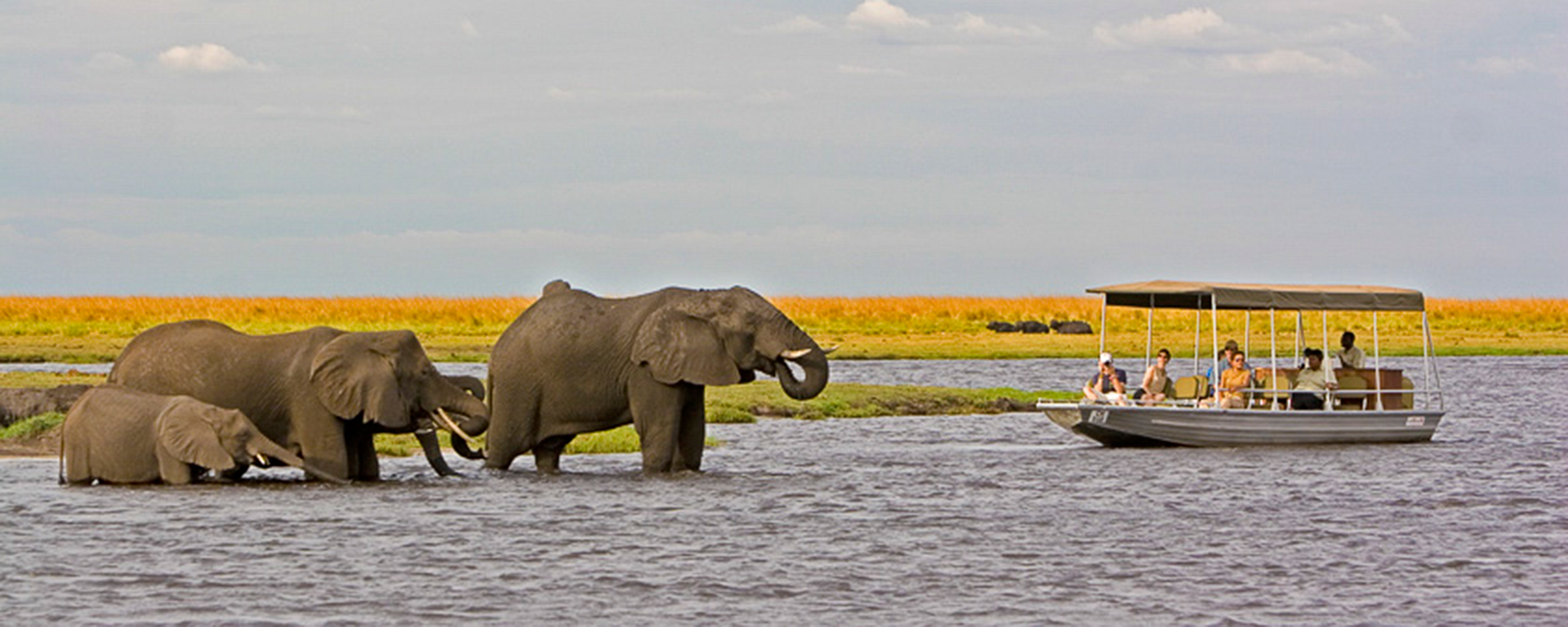 Elephant families cross the river at Chobe Chilwero in careful convoy.