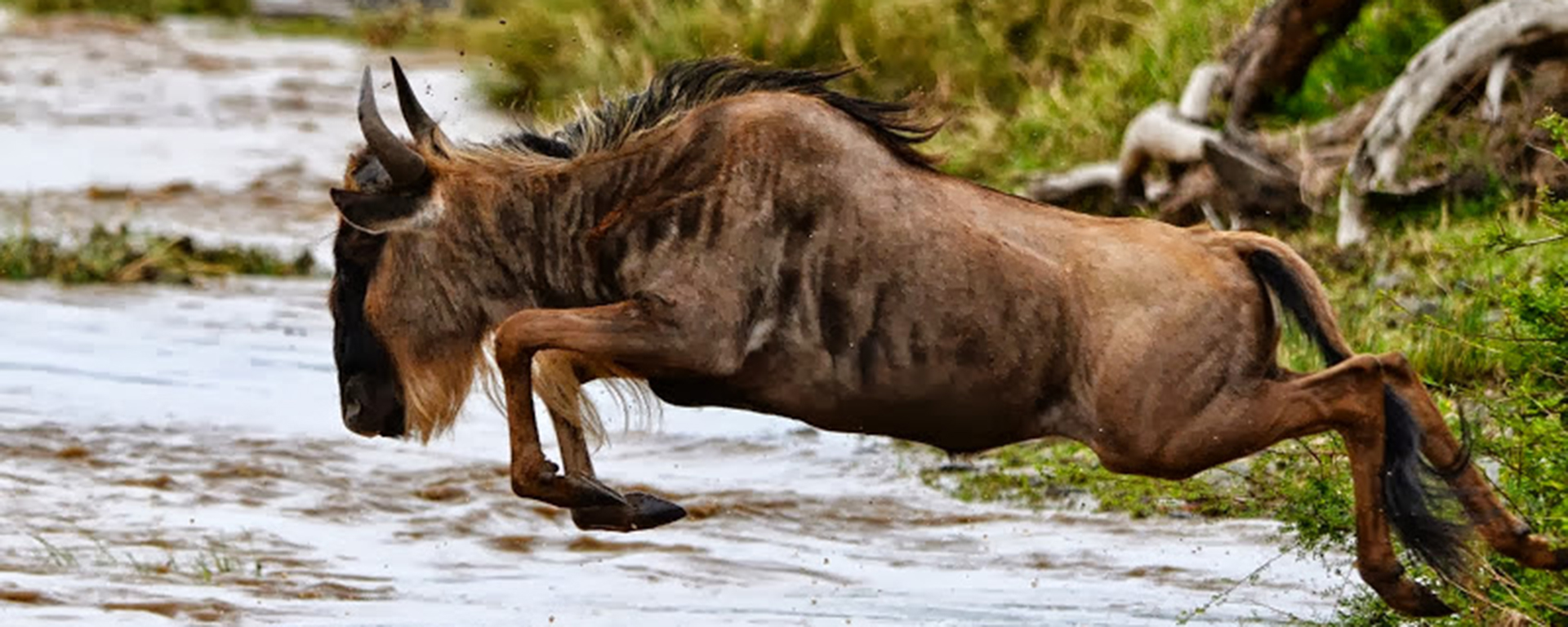 Seeing thousands of wildebeest cross the Grumeti or Mara Rivers is an unforgettably dramatic sight!