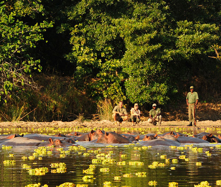 From huge pods of hippos lolling in the shallows, to masses of birds, the park offers superb game-viewing experiences.