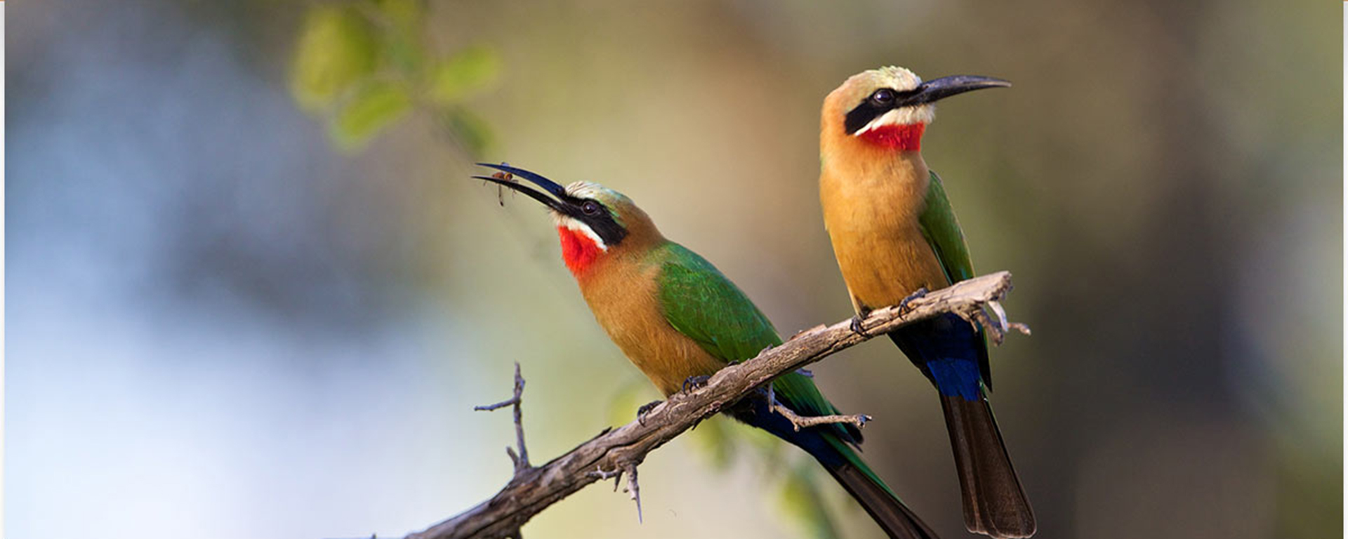 While the South Luangwa is known for its big game, it's also a haven for birds. The white-fronted bee eater is a common sight near riverbanks.