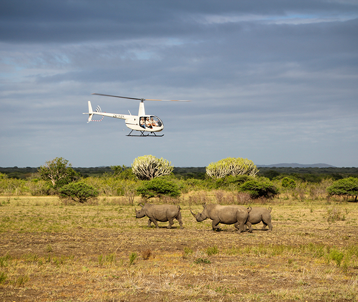 The selected rhinos are darted with a sedative from the air by a specialist wildlife veterinarian.