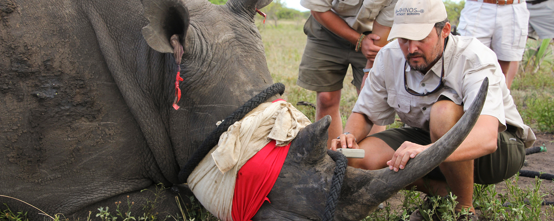Vets closely monitored the sedated rhino's vital signs. This rhino's horn was sawn off for his own safety on the truck drive.
