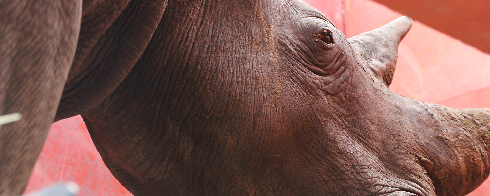 Once safely secured in their pens, the rhinos' ear muffs & blindfolds are removed & the effects of the sedative start wearing off quickly.