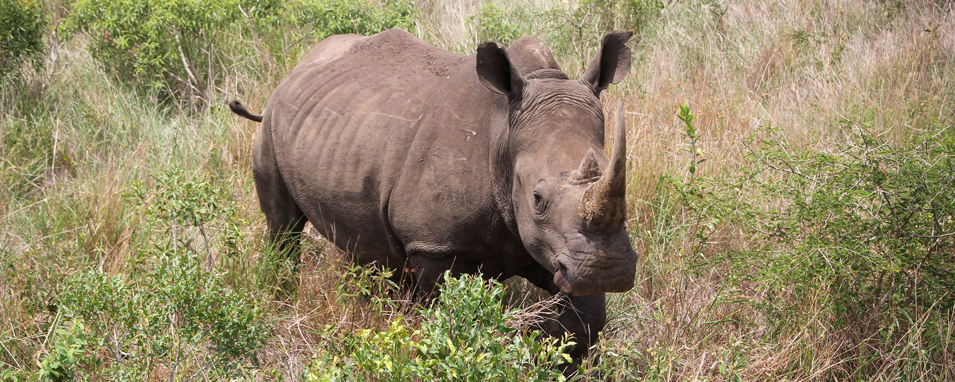 Rhino populations in Africa have reached the extinction tipping point due to poaching for the lucrative Far East market for rhino horn.